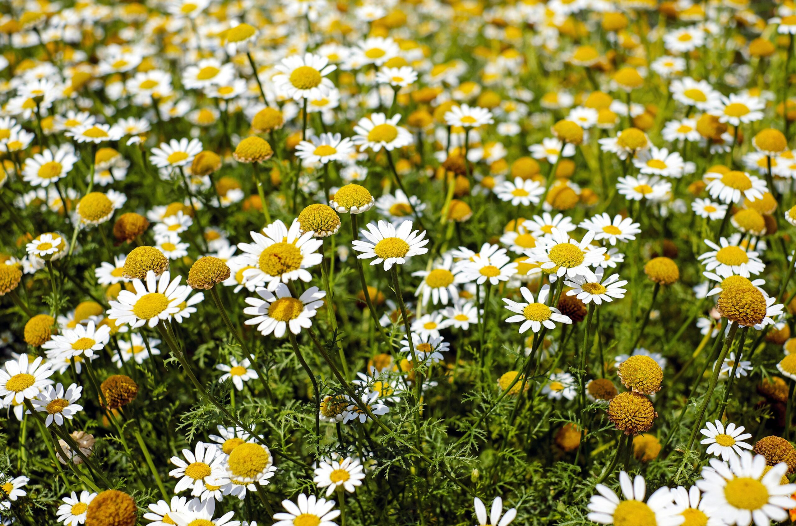 Yellow and White Chamomile Flowers during Daytime