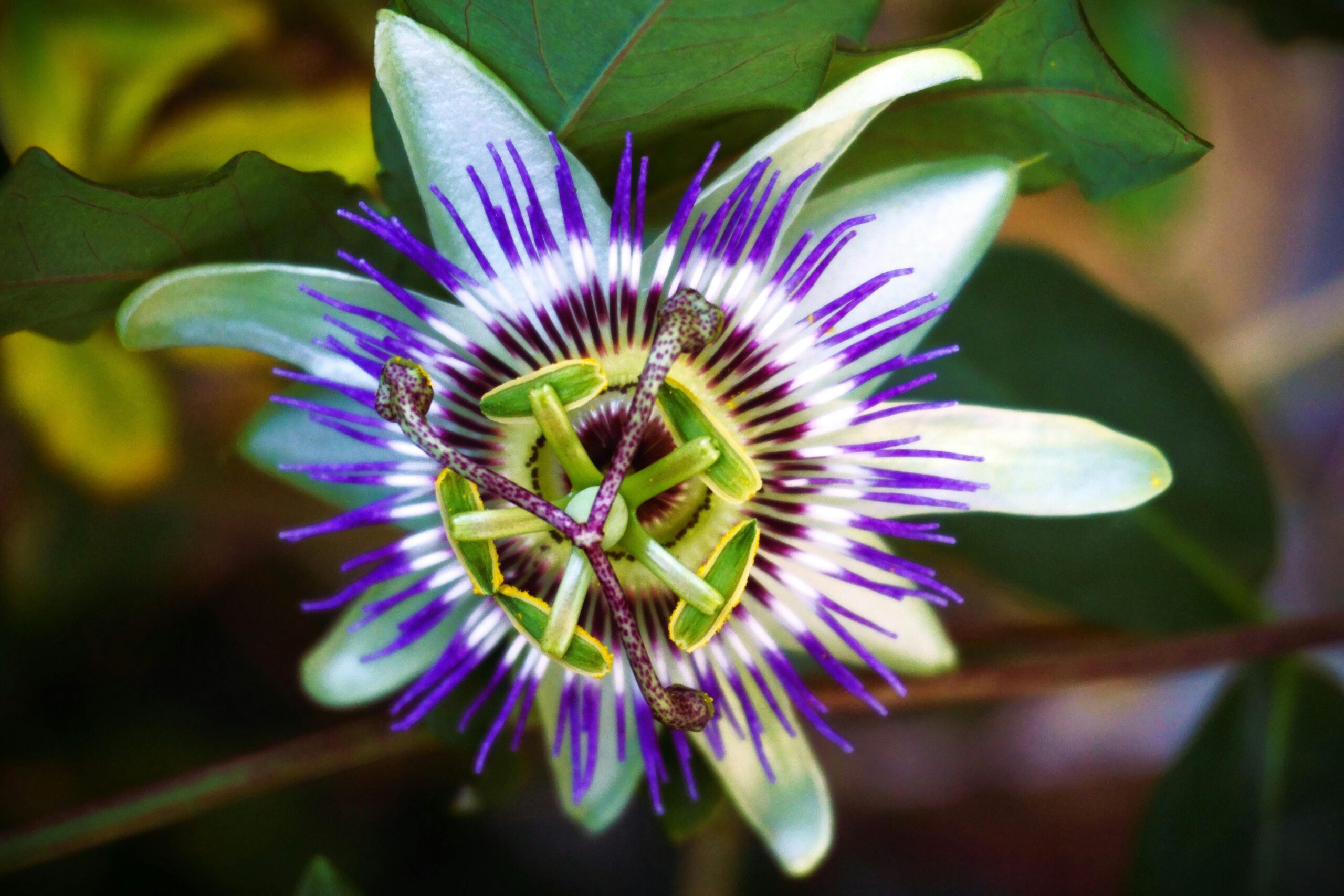 Close-Up Shot of a Passionflower