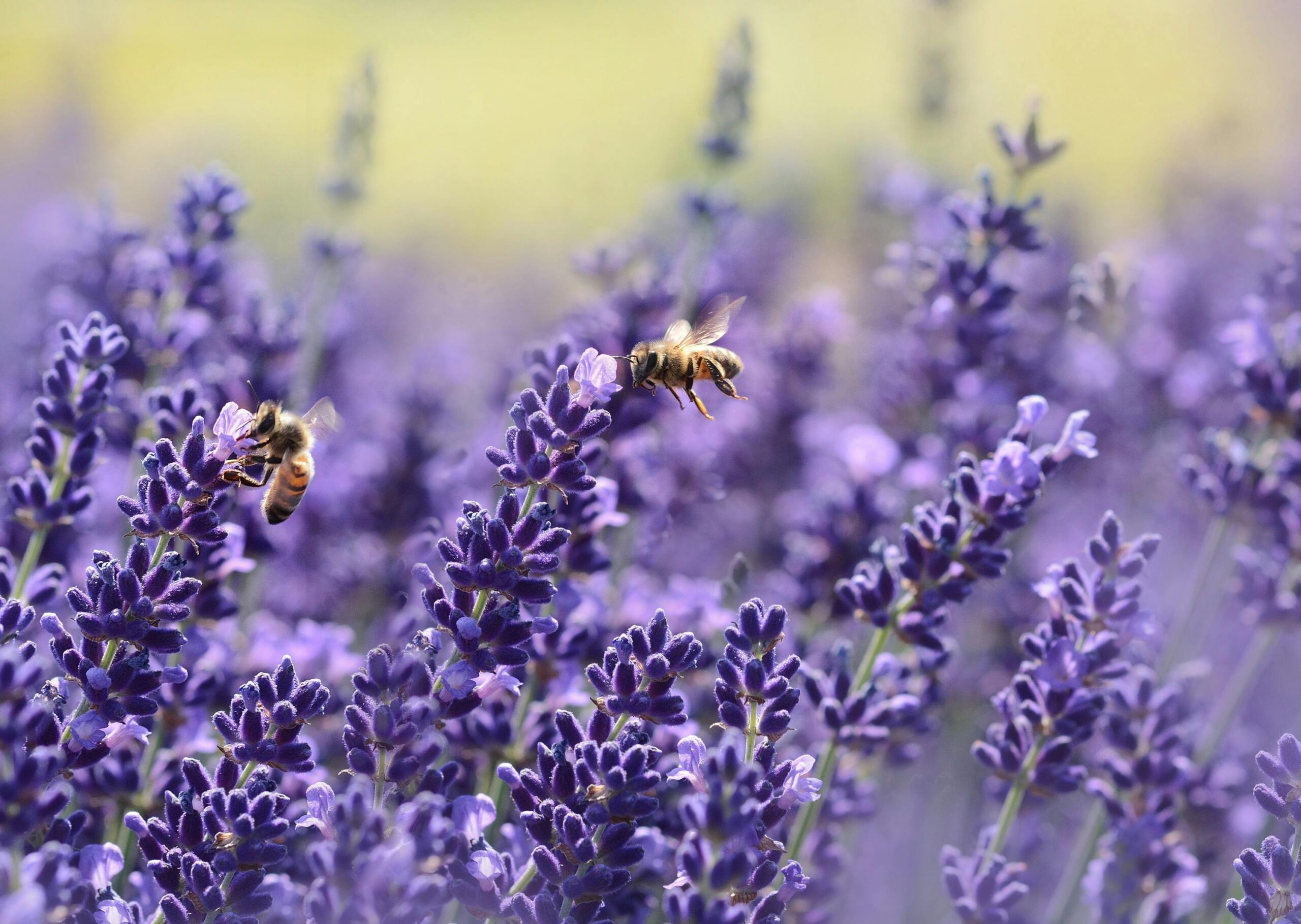 Lavender flower