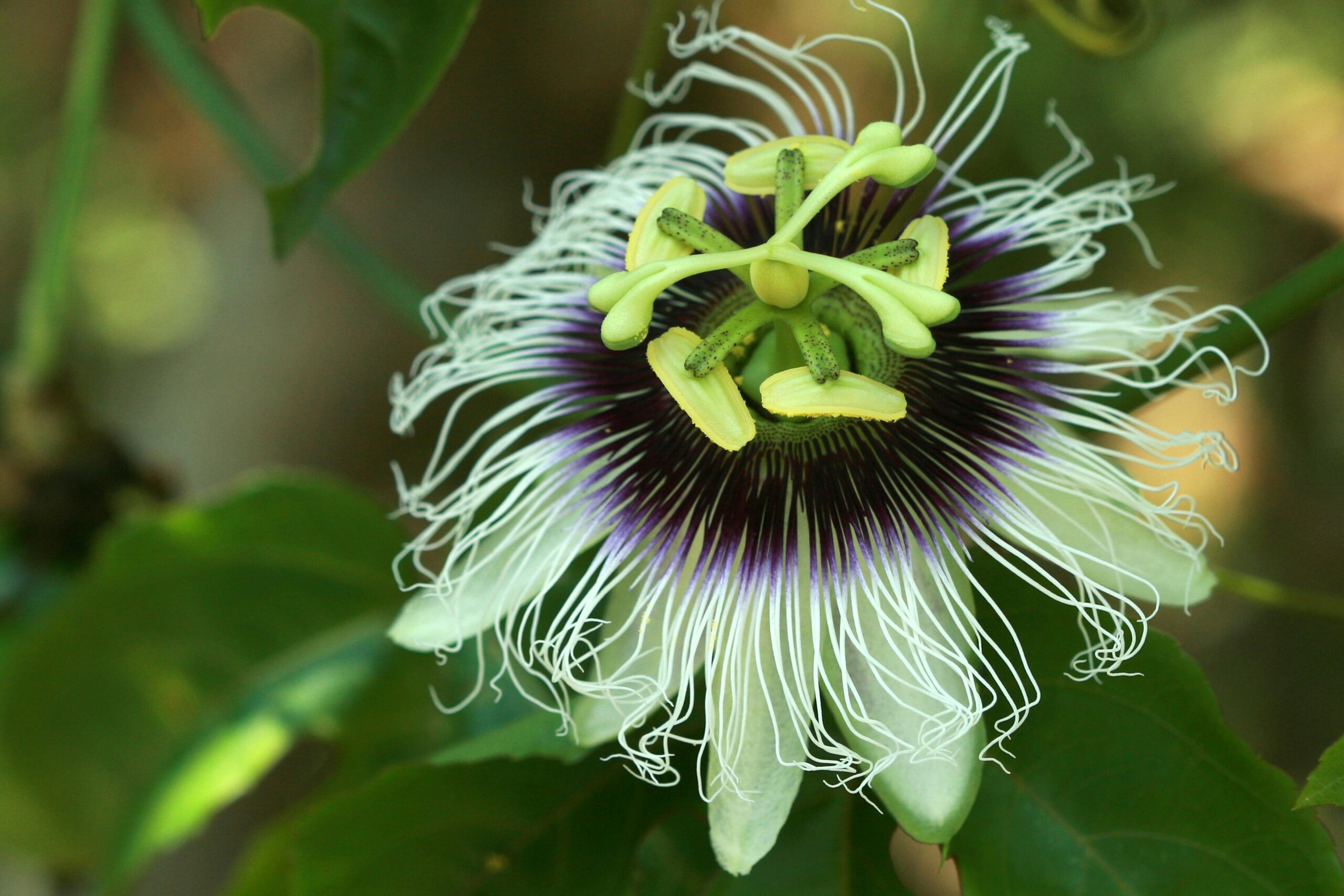 photo of Passionflower