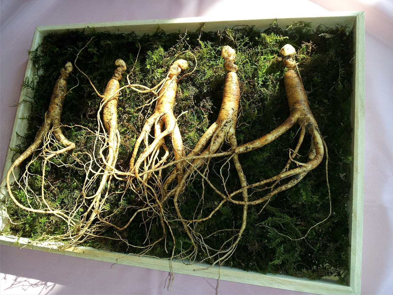 image of ginseng