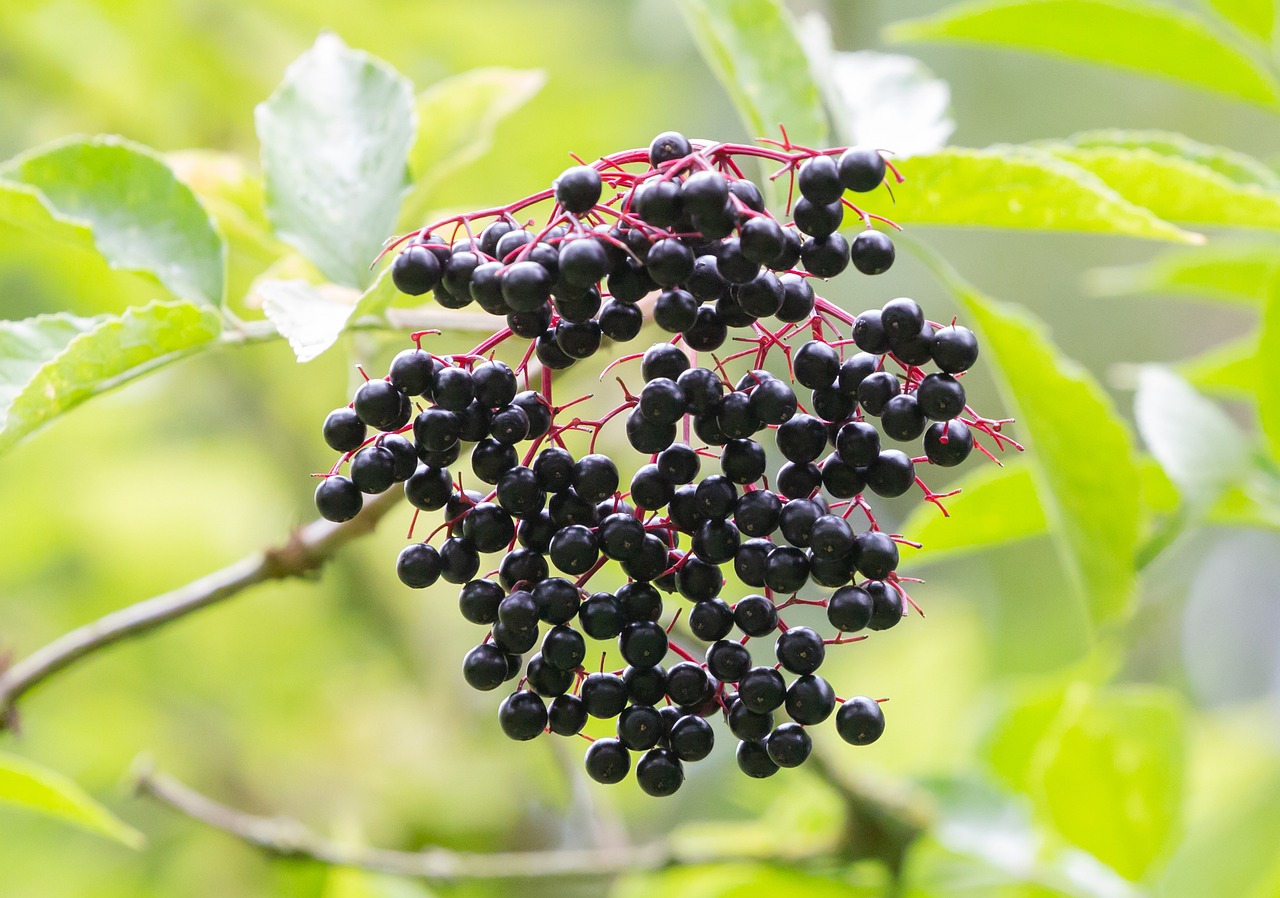 elderberry