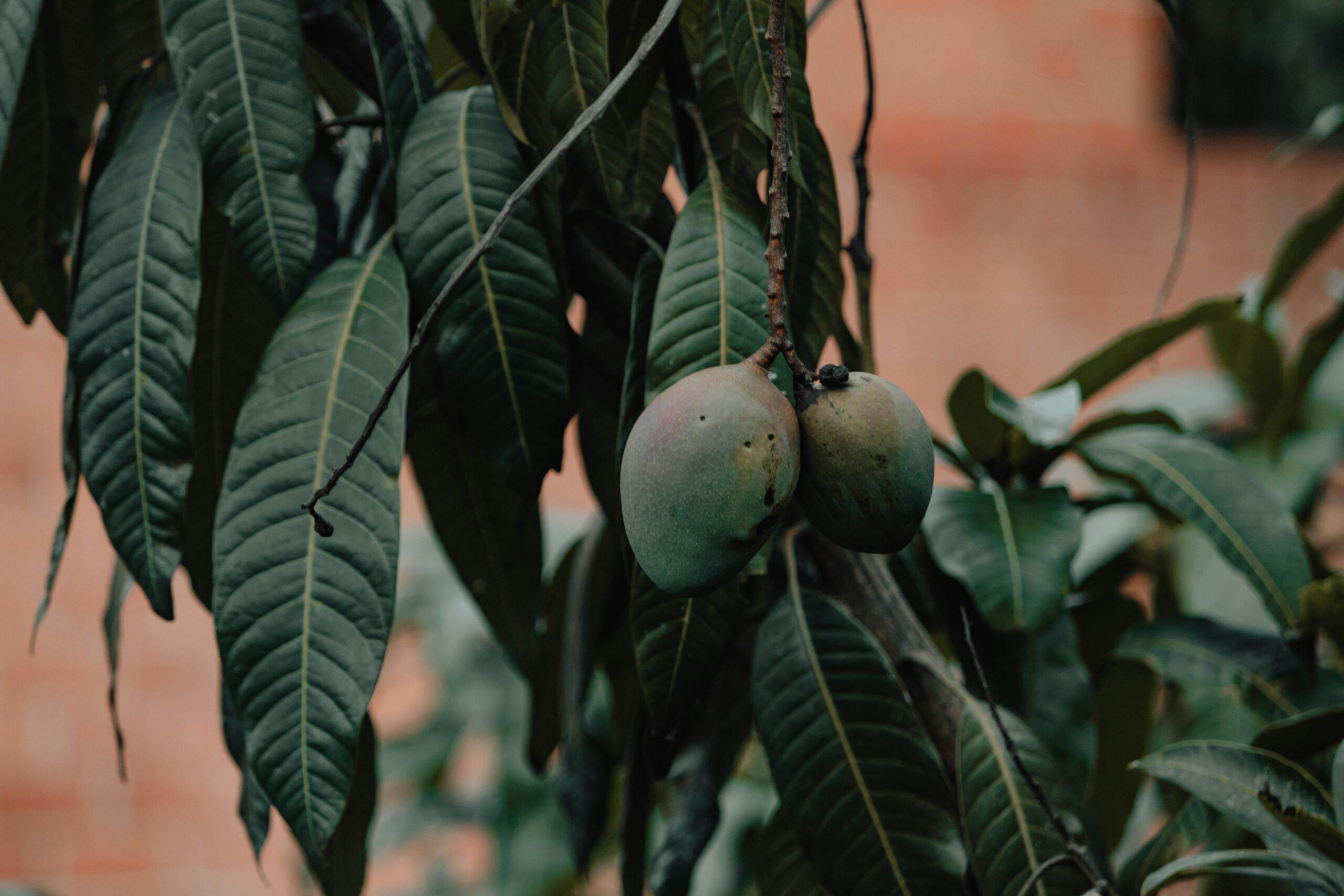 Growing Plums