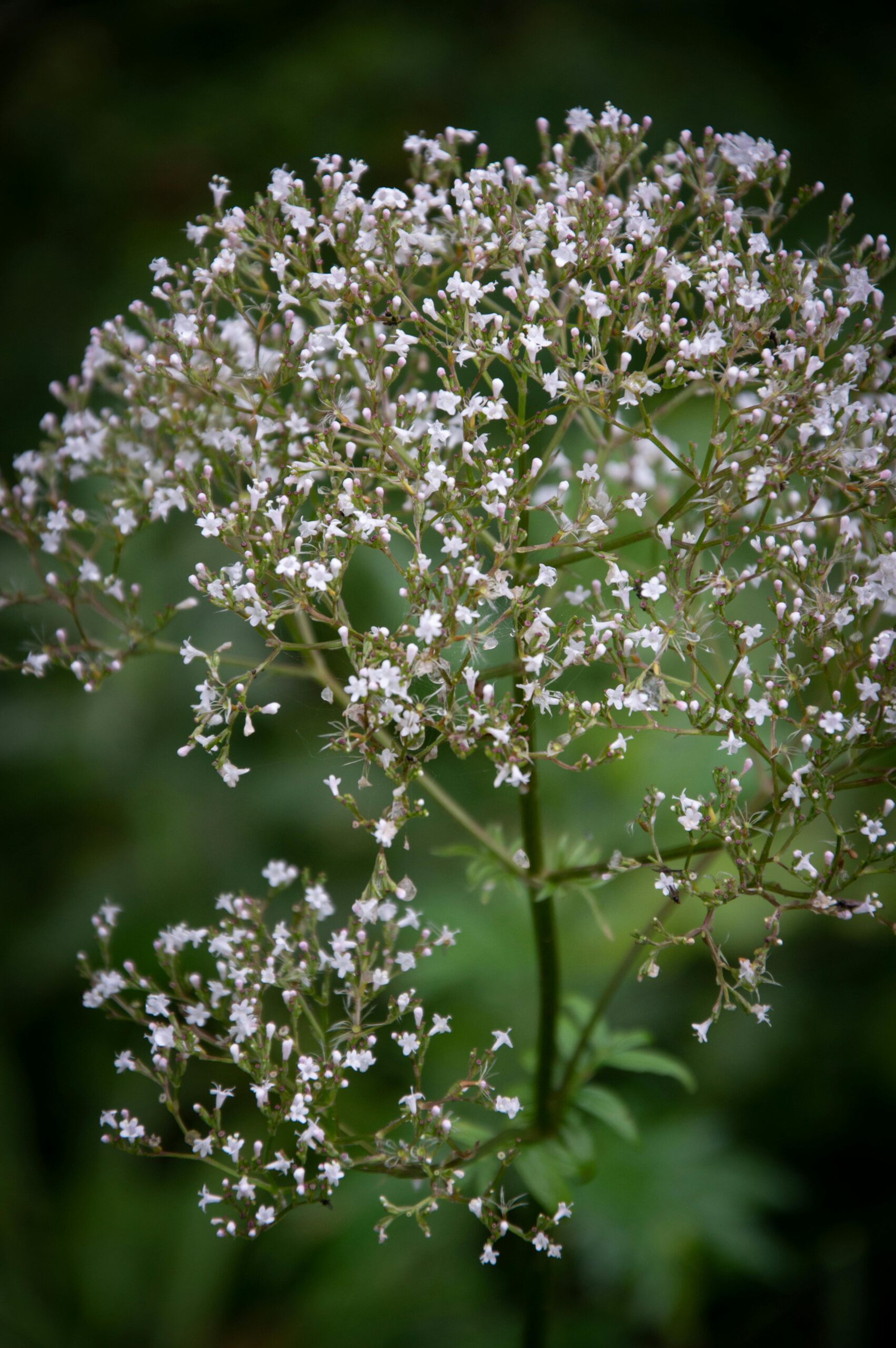 Valerian Herb Flowers